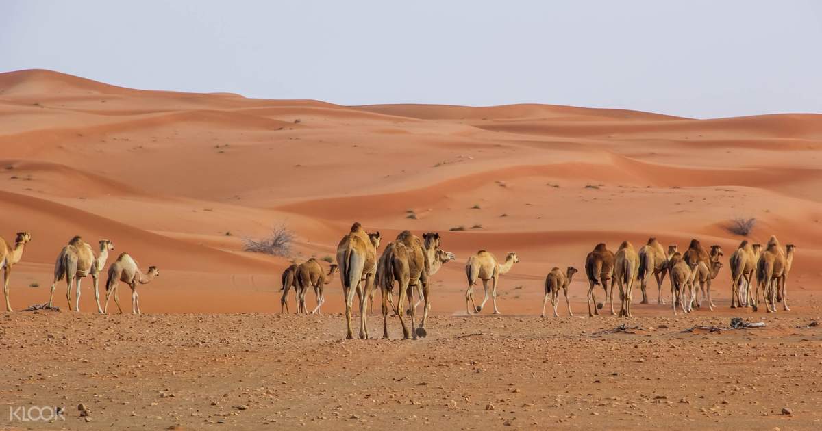 desert safari ras al khaimah